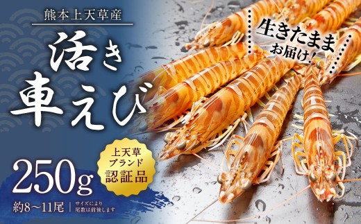 < R8年熊本地震復興支援 >【配送日指定品】上天草産の活き車えび!250g(約8~11尾)活き車海老 車海老 車えび えび エビ 海老 生きたまま お取り寄せ【発送期間2026年10月15日から20