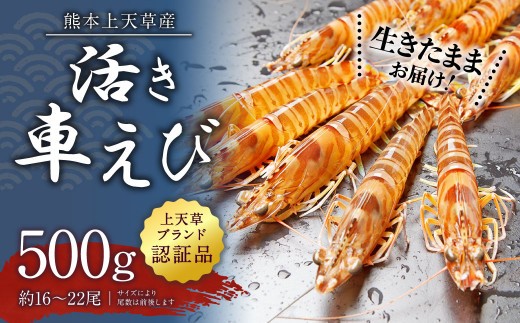 < R8年熊本地震復興支援 >【配送日指定品】上天草産の活き車えび!500g(約16~22尾)活き車海老 車海老 車えび えび エビ 海老 生きたまま お取り寄せ【発送期間2026年10月15日から2