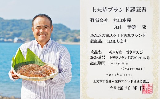 < R8年熊本地震復興支援 >【配送日指定品】上天草産の活き車えび!500g(約16~22尾)活き車海老 車海老 車えび えび エビ 海老 生きたまま お取り寄せ【発送期間2026年10月15日から2
