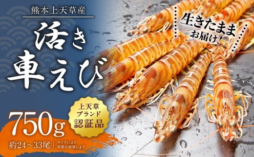 ＜ R8年熊本地震復興支援 ＞【配送日指定品】上天草産の活き車えび！750g（約24～33尾）活き車海老 車海老 車えび えび エビ 海老 生きたまま お取り寄せ【発送期間2026年10月15日から2