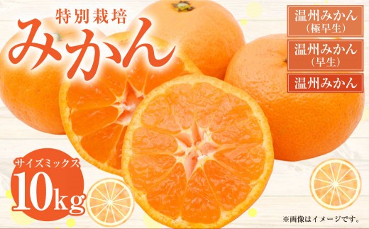 < R8年熊本地震復興支援 >【配送時期が選べる】【先行受付】 特別栽培みかん 10kg サイズミックス 極早生みかん 早生みかん 温州みかん みかん ミカン 蜜柑 フルーツ 柑橘 果物 果実 熊本県