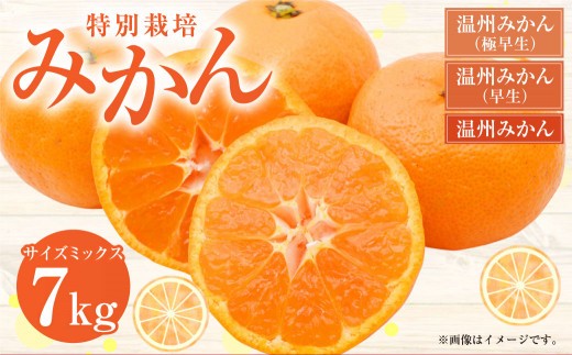 < R8年熊本地震復興支援 >【配送時期が選べる】【先行受付】 特別栽培みかん 7kg サイズミックス 極早生みかん 早生みかん 温州みかん みかん ミカン 蜜柑 フルーツ 柑橘 果物 果実 熊本県