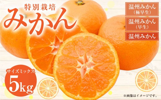 特別栽培みかん 5kg