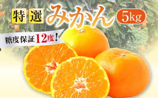 < R8年熊本地震復興支援 >【先行受付】 特選 みかん 5kg 糖度保証 12度! 【2026年12月上旬から12月下旬発送予定】 温州みかん 果物 フルーツ ミカン 蜜柑 柑橘