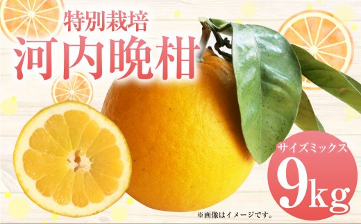 特別栽培河内晩柑 9kg