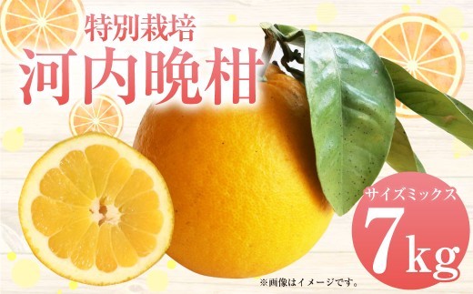 特別栽培河内晩柑 7kg