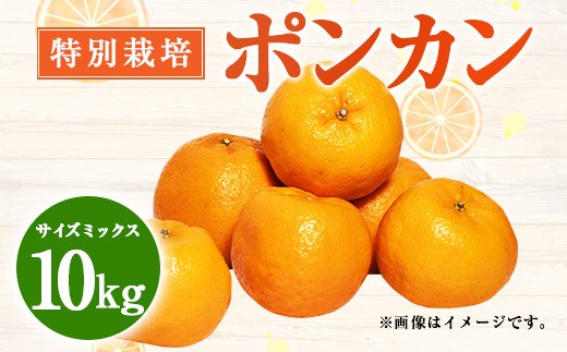 特別栽培ポンカン 10kg
