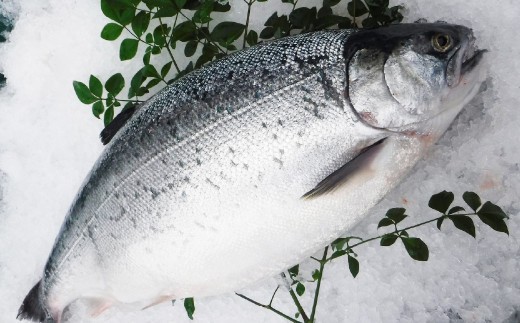< R8年熊本地震復興支援 >南国サーモン 約400g (皮なし) 200g×2個 サーモン 鮭 サケ さけ 刺身 焼き鮭 魚 魚介 冷蔵 熊本県 上天草市 【2027年3月上旬~4月下旬迄発送予定】