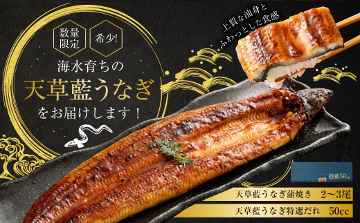 < R8年熊本地震復興支援 >【ギフト】【ミシュラン星付きのプロが愛用】数量限定!! 1日10セット限定!海水育ちの天草藍うなぎ 蒲焼き2尾~3尾セット【合計約400g】 鰻 ウナギ うなぎ うなぎ蒲
