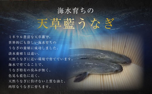 < R8年熊本地震復興支援 >【ギフト】【ミシュラン星付きのプロが愛用】数量限定!! 1日10セット限定!海水育ちの天草藍うなぎ 蒲焼き2尾~3尾セット【合計約400g】 鰻 ウナギ うなぎ うなぎ蒲