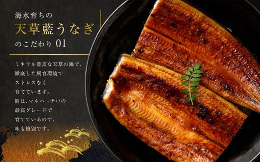 < R8年熊本地震復興支援 >【ギフト】【ミシュラン星付きのプロが愛用】数量限定!! 1日10セット限定!海水育ちの天草藍うなぎ 蒲焼き2尾~3尾セット【合計約400g】 鰻 ウナギ うなぎ うなぎ蒲