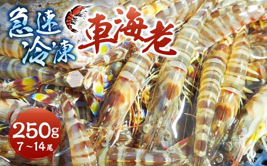 ＜ R8年熊本地震復興支援 ＞急速冷凍車海老 250g（7-14尾） 海老 えび エビ 車海老 車エビ クルマエビ 冷凍 熊本県 上天草市