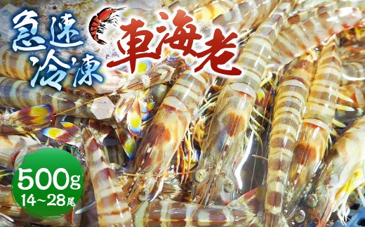< R8年熊本地震復興支援 >急速冷凍車海老 500g(14-28尾) 海老 えび エビ 車海老 車エビ クルマエビ 冷凍 熊本県 上天草市