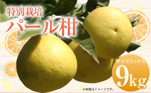 ＜ R8年熊本地震復興支援 ＞【先行受付】特別栽培パール柑（天草文旦） 9kg サイズミックス パール柑 文旦 天草文旦 柑橘 フルーツ 果物 果実 九州産 熊本県産【2027年2月下旬から4月上旬発