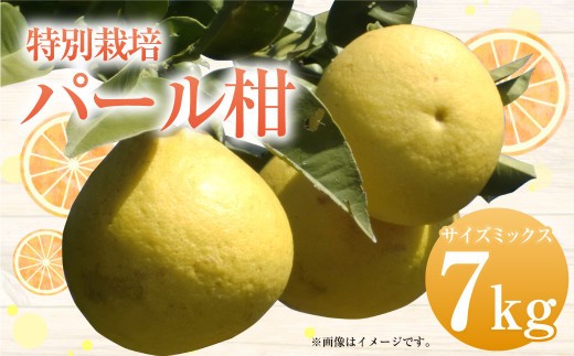 < R8年熊本地震復興支援 >【先行受付】特別栽培パール柑(天草文旦) 7kg サイズミックス パール柑 天草文旦 柑橘 果物 フルーツ 熊本県産【2027年2月下旬から4月上旬発送開始】