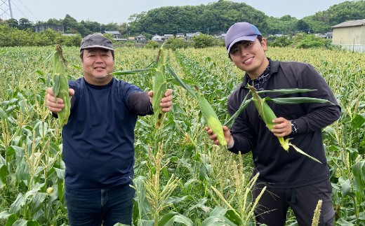 < R8年熊本地震復興支援 >【先行受付】 とうもろこし ピュアホワイト 約4kg (11~16本) トウモロコシ 白いとうもろこし 白いスイートコーン コーン 野菜 【2027年6月上旬から6月下旬