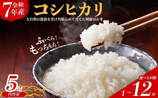 【選べる内容量】令和7年産 コシヒカリ 5㎏ 5キロ 1回 6回 12回 30㎏ 30キロ 60㎏ 60キロ 定期 定期便 隔月 毎月 こしひかり 米 こめ コメ お米 おこめ 白米 ブランド米 銘柄