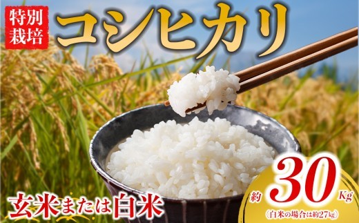 【選べる品種】 特別栽培米 コシヒカリ 約30kg×1（玄米）約27kg×1（白米）阿蘇アグロスタイル  米 ごはん 人気 美味しい 甘味 もちもち なめらか 減農薬 湧水 熊本県 阿蘇市