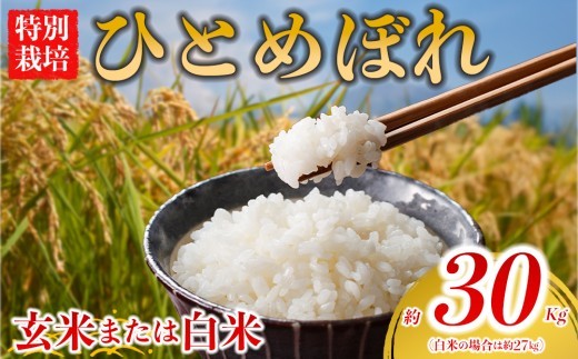 【選べる品種】 特別栽培米 ひとめぼれ 約30kg×1（玄米） 約27kg×1（白米）阿蘇アグロスタイル  米 ごはん 人気 美味しい 甘味 もちもち なめらか 減農薬 湧水 熊本県 阿蘇市