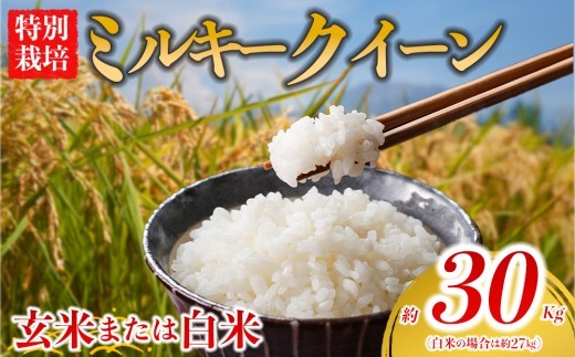 【選べる品種】 特別栽培米 ミルキークイーン 約30kg×1（玄米）約27kg×1（白米）阿蘇アグロスタイル  米 ごはん 人気 美味しい みるきーくいーん 甘味 もちもち なめらか 減農薬
