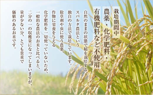 【金賞受賞】  ぴかまる 2㎏ 2袋 米 こめ コメ お米 おこめ 白米 ブランド米 銘柄米 熊本県産 熊本産 極美純米（ぴかまる）スパルタ農法 小分け 小分けパック 熊本県 阿蘇市