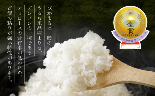 【金賞受賞】 ぴかまる 300g 6袋 計1800g 計1.8㎏ 米 こめ コメ お米 おこめ 白米 ブランド米 銘柄米 熊本県産 熊本産 極美純米（ぴかまる）スパルタ農法 小分け 小分けパック 熊本