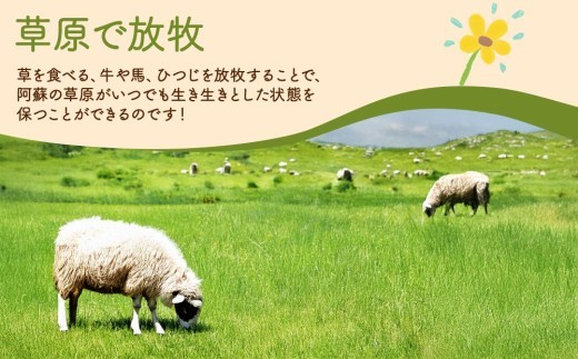 阿蘇地域で生産した貴重な国産羊肉のジンギスカン！　　国産羊肉 ジンギスカン 熊本特産 晩白柚風味  羊肉レシピ 簡単調理 焼くだけ 本格ジンギスカン  熊本グルメ ご当地グルメ 特製漬け込み
