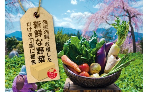 【選べる内容量】<畑から直送>季節のお野菜セットをお届け! 旬のお野菜の中から3~13品を厳選♪(S・M・L・XLサイズ) 野菜 新鮮 野菜セット 農家直送 産地直送 野菜 厳選