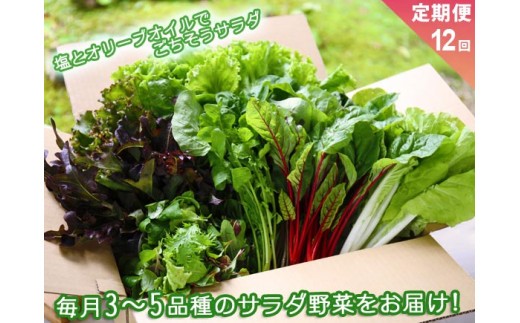 【定期便 全12回】サラダ野菜セット～3～5品種を毎月お届け～　お野菜セット サラダ野菜セットの定期便 12ヶ月 毎月1回 お届け 新鮮 採れたて 産地直送 3～5品種