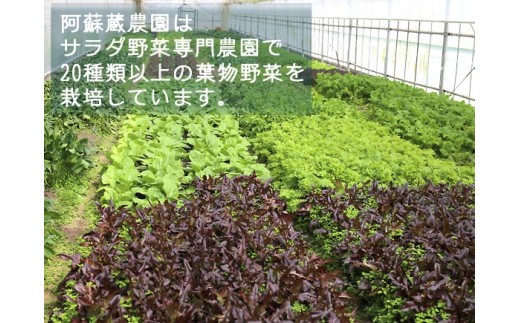 【定期便 全12回】サラダ野菜セット～3～5品種を毎月お届け～　お野菜セット サラダ野菜セットの定期便 12ヶ月 毎月1回 お届け 新鮮 採れたて 産地直送 3～5品種