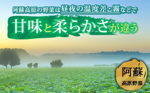 【選べる回数】【定期便】<畑から直送>季節のお野菜セット Mサイズをお届け♪ 3回 6回 12回 定期便 野菜 新鮮 野菜セット 定期便 農家直送 産地直送 野菜 厳選 こだわり