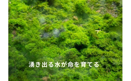 【選べる回数】【阿蘇 郷乃舎】阿蘇高原 農家直送こだわり野菜と阿蘇特産品セット お野菜 6~8品 or 8~10品 ＋ASOMILK のむヨーグルト1回 または お野菜 6~8品定期便全3回