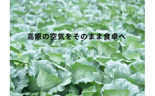 【選べる回数】【阿蘇 郷乃舎】阿蘇高原 農家直送こだわり野菜と阿蘇特産品セット お野菜 6~8品 or 8~10品 ＋ASOMILK のむヨーグルト1回 または お野菜 6~8品定期便全3回