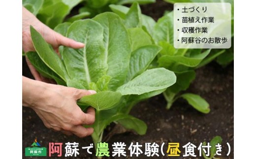 阿蘇蔵農園 阿蘇のカルデラで農業体験&お散歩 野菜スムージー・お弁当あり 送迎あり 1口(1名分) 旅行 アクティビティ リフレッシュ ストレス解消
