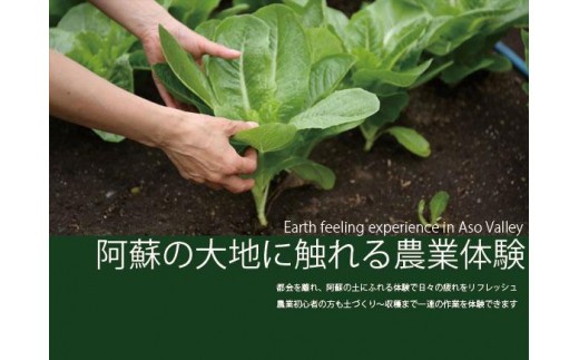 阿蘇蔵農園 阿蘇のカルデラで農業体験&お散歩 野菜スムージー・お弁当あり 送迎あり 1口(1名分) 旅行 アクティビティ リフレッシュ ストレス解消