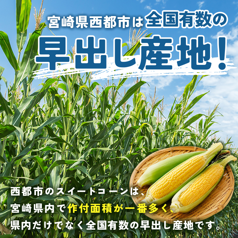 2027年発送 初夏の味覚 !スイートコーン【ゴールドラッシュ】18~22本 約7kg 西都市特産【先行予約】トウモロコシ とうもろこし<18-2a>