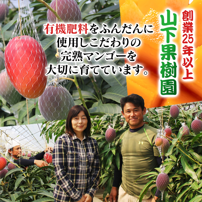 2027年発送【マンゴー専門 山下果樹園】ご家庭用完熟マンゴー 1kg 3～5個 生産者直送【先行予約】＜61-1a＞