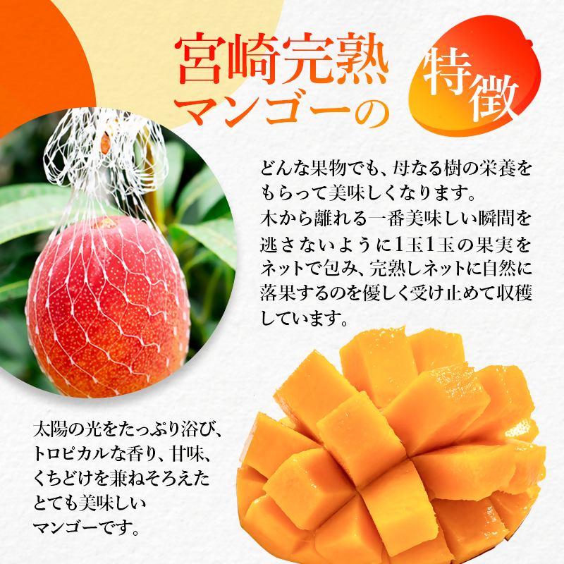 2027年発送【マンゴー専門 山下果樹園】ご家庭用完熟マンゴー 1kg 3～5個 生産者直送【先行予約】＜61-1a＞