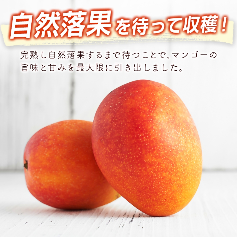 2027年発送 宮崎県西都市産完熟マンゴー2L×2個 西都市特産品 宮崎マンゴー 先行予約<18-5a>