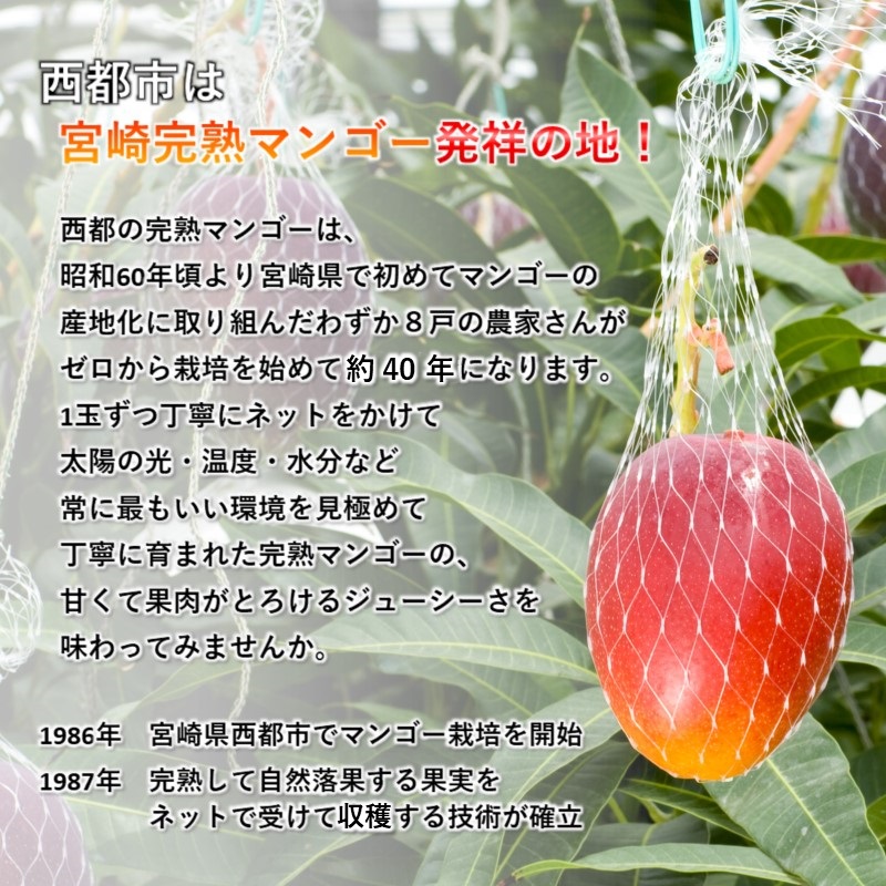 2027年発送 最高級ブランド『太陽のタマゴ』1kg程度2~3玉【糖度15度以上】宮崎県西都市産完熟マンゴーJA西都【先行予約】<2-2a>