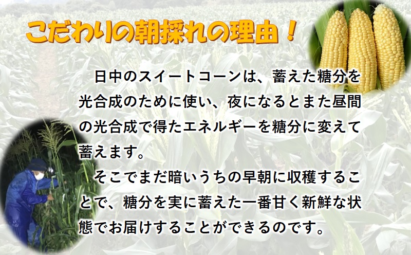 2027年発送 朝どれ スイートコーン ゴールドラッシュ 約7kg 20本 西都市産とうもろこし トウモロコシ 先行予約<26-7a>