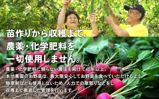 特別栽培季節のお野菜セット 8品 野菜 無農薬 有機栽培 新鮮 やさい 旬 詰合せ 国産 宮崎県 九州