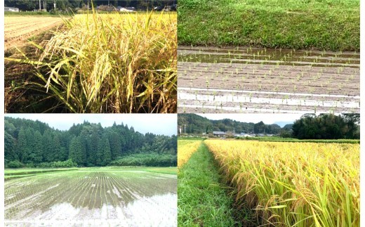 【令和8年産】えびの産 選べる ヒノヒカリ 米 やまのおこめ 5kg 玄米 白米 お米 国産 宮崎県 九州 ひのひかり 送料無料 おにぎり こめ コメ