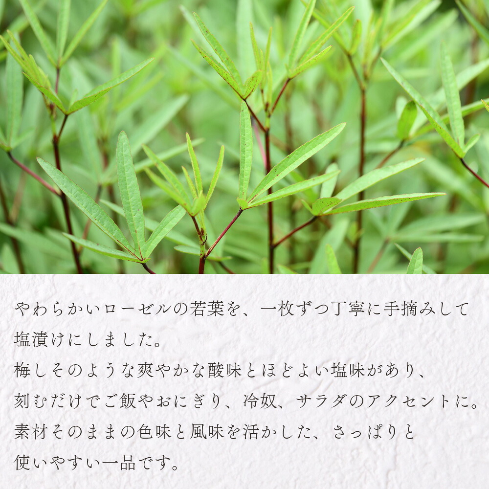 ローゼル葉の塩漬け 約70g×1パック 国産ハーブ ハイビスカスローゼル 香りや風味が豊か 和食 おにぎりの具 ごはん ご飯 和風 サラダ パスタ 調味料 食生活 宮崎県 三股町【MI678-bi】