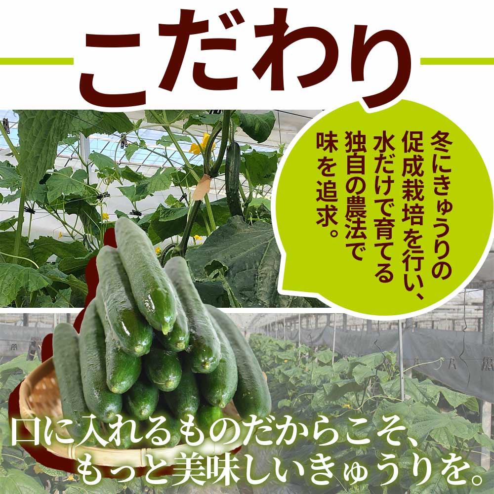 【先行予約】【期間限定】【3ヵ月定期便】パリッと甘い魔法のきゅうり マジキュー約4.5kg×3回(総量約13.5kg・約4.5kg×3回) 甘い キュウリ マジキュー 漬物 天ぷら 【MI200-yt】