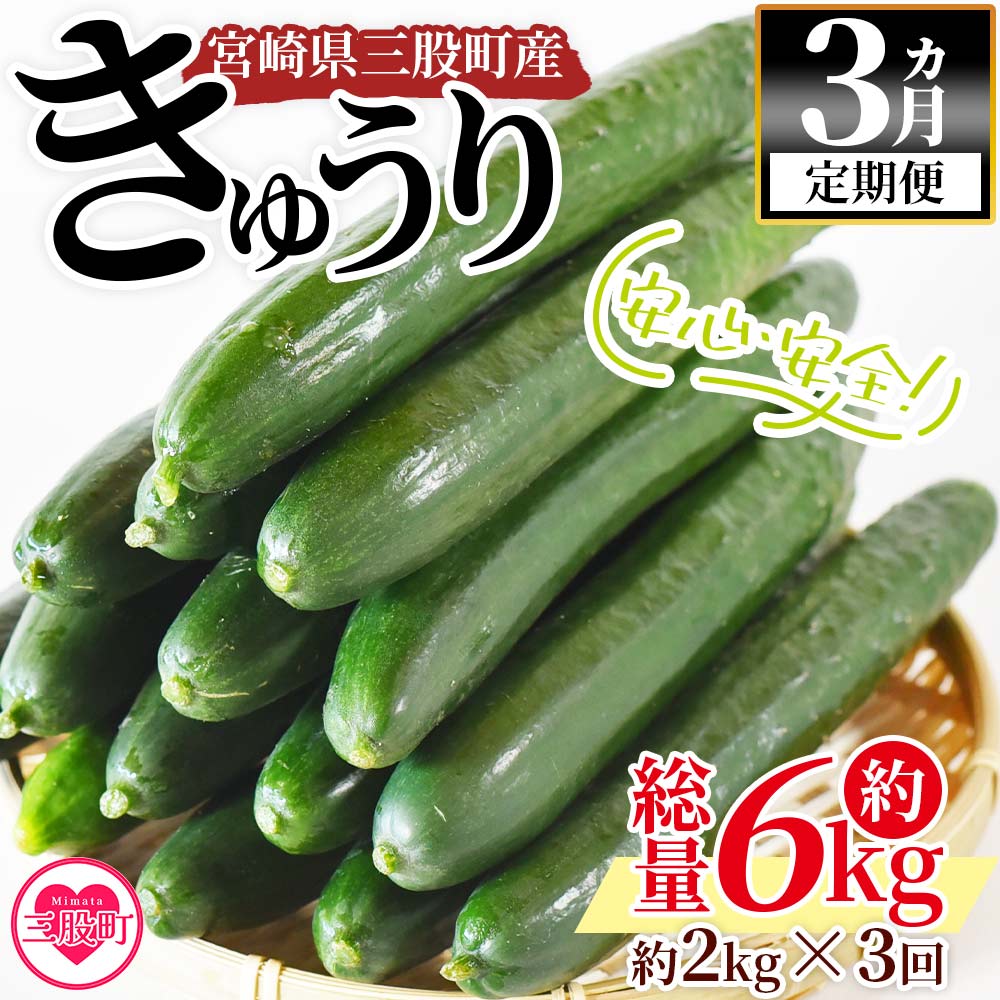 【先行予約】【期間限定】【3ヵ月定期便】宮崎県産きゅうり(約2kg)×3回(3本入り×5袋)×3回) 甘い キュウリ マジキュー 漬物 天ぷら きゅうり 野菜 国産 胡瓜 促成栽培 【MI201-yt】
