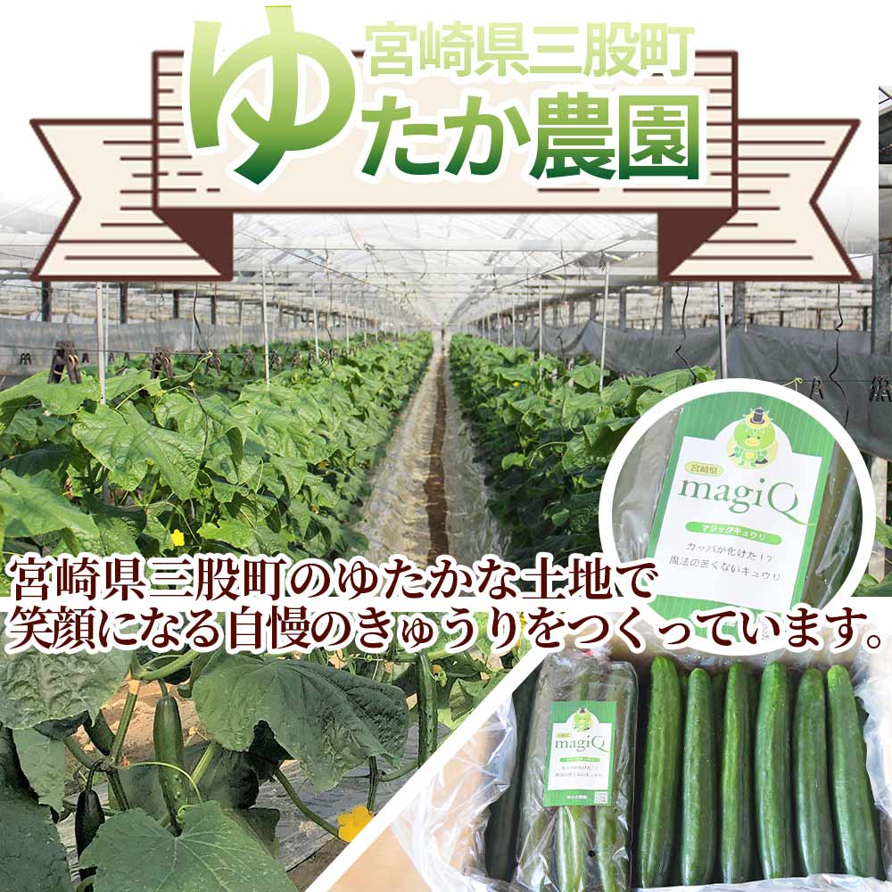 【先行予約】【期間限定】宮崎県産きゅうり(約2kg)(約2kg・3本入り×5袋)パリッと甘い魔法のキュウリ「マジキュー」漬物や天ぷらに!きゅうり 野菜 国産 胡瓜 促成栽培 キュウリ 【MI149-yt】