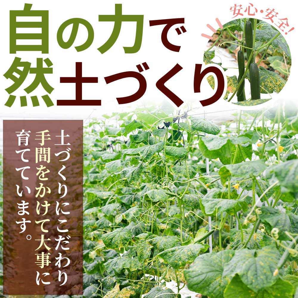 【先行予約】【期間限定】宮崎県産きゅうり(約2kg)(約2kg・3本入り×5袋)パリッと甘い魔法のキュウリ「マジキュー」漬物や天ぷらに!きゅうり 野菜 国産 胡瓜 促成栽培 キュウリ 【MI149-yt】