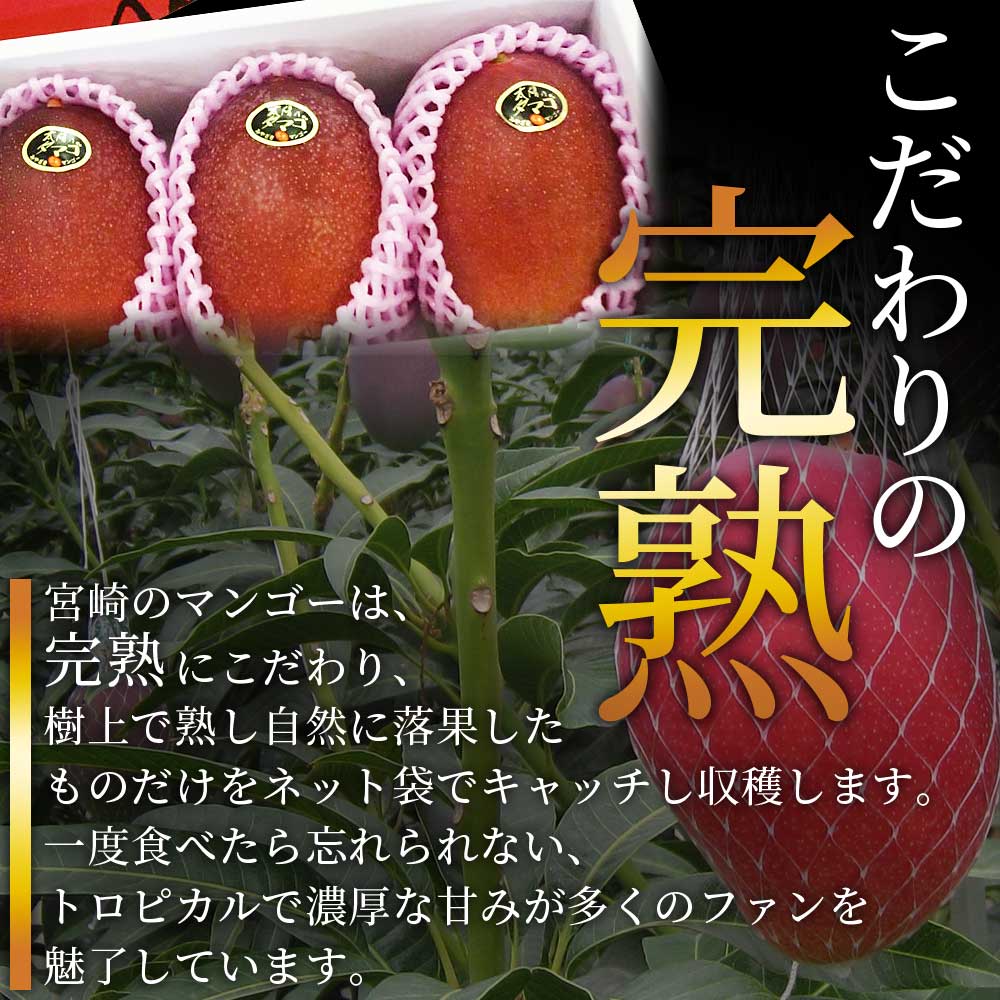 【先行予約受付開始】【期間数量限定】2027年5月より順次発送＜宮崎県産完熟マンゴー 太陽のタマゴ＞2〜3玉入 2L〜4L 大玉 国産 九州 宮崎 マンゴー 完熟 旬 夏 果物 フルーツ セット冷蔵配送【B-0606-yk-x1】