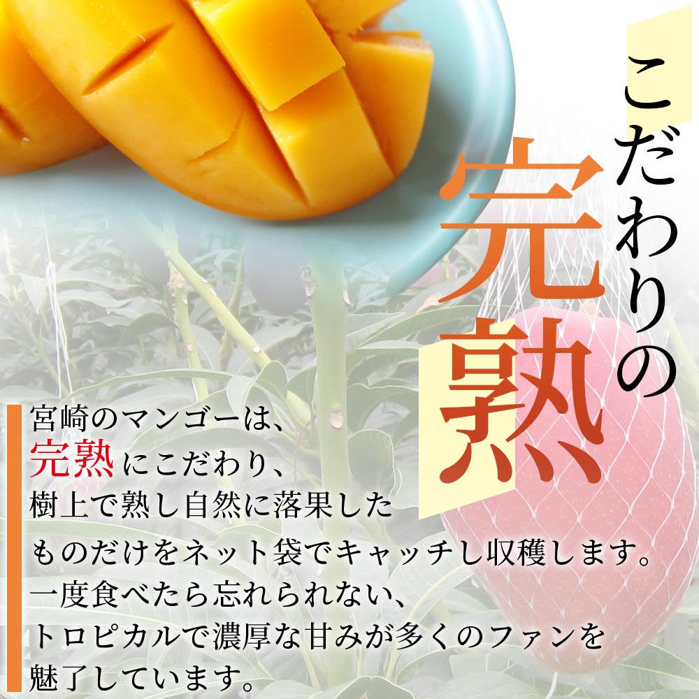 【先行予約受付開始】【期間数量限定】2027年5月より順次発送宮崎県産完熟マンゴー 2L 2玉 国産 宮崎 マンゴー 完熟 旬 果物 フルーツ セット 等級A 階級【B-0602-yk-x1】